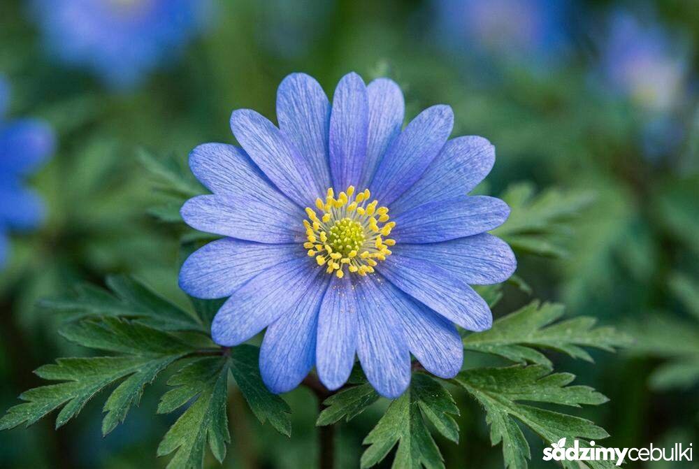 Kwiat i liście zawilca greckiego z bliska