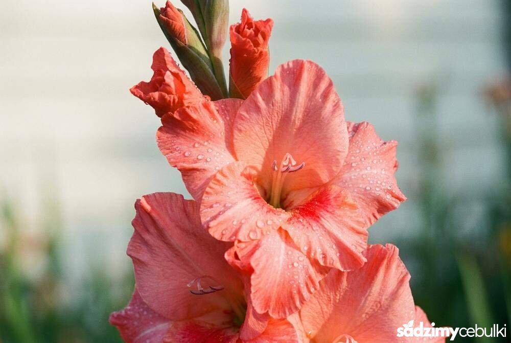 Zbliżenie na kwiatostan mieczyka gladiolus