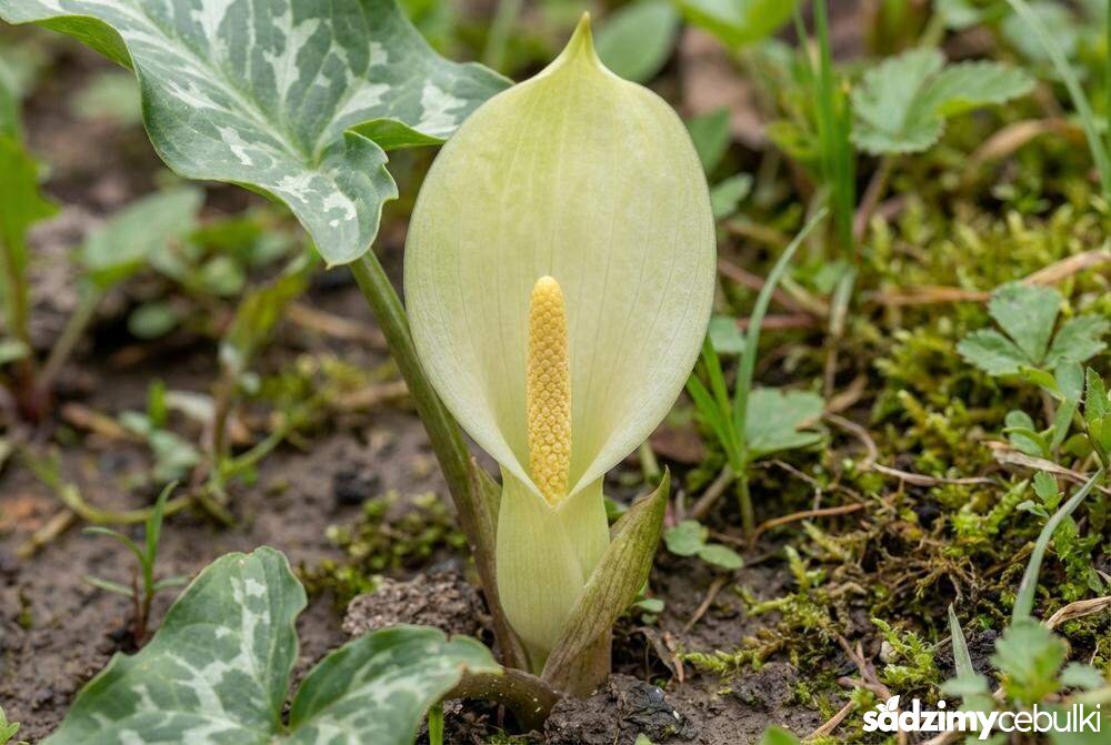 Kwiatostan obrazka włoskiego z jasną pochwą i kolbą