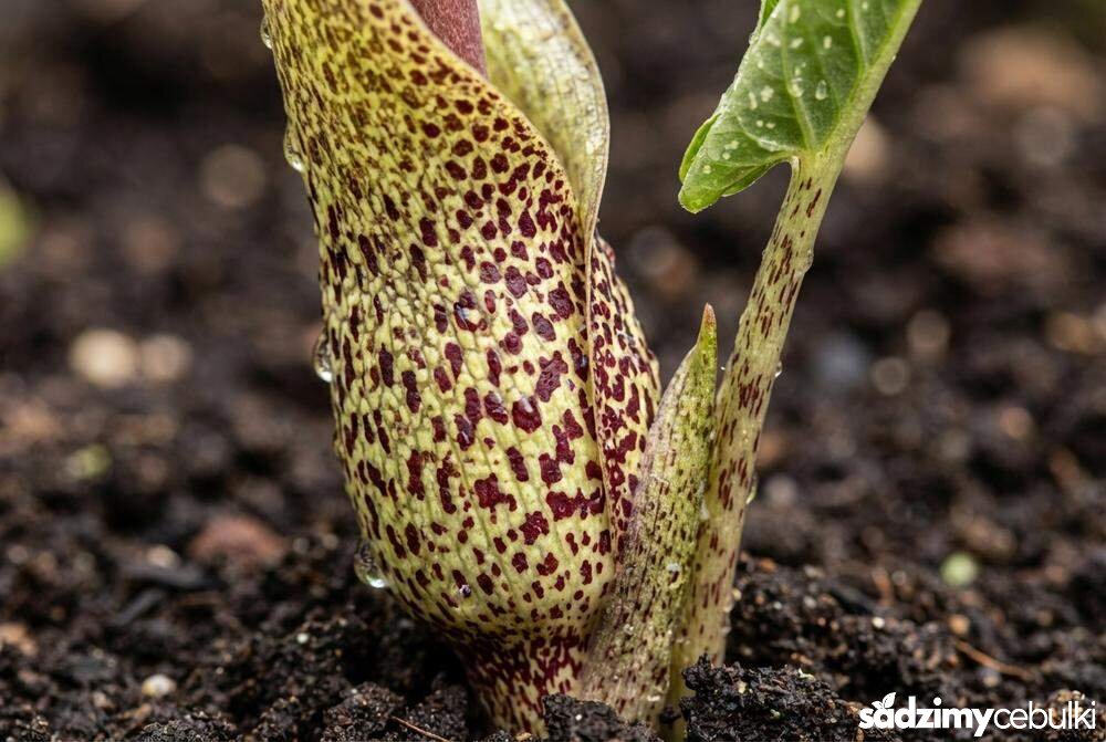 Kwiat pałczychy z bliska tekstura wężowej skóry