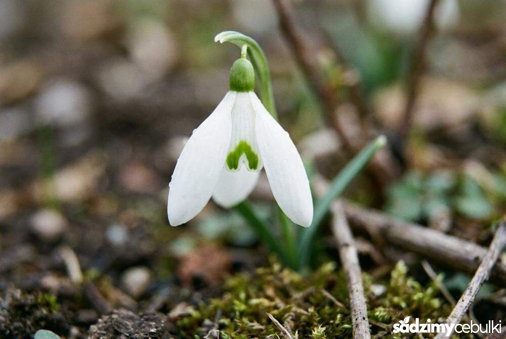 Kwiat przebiśniegu z bliska zielone plamki