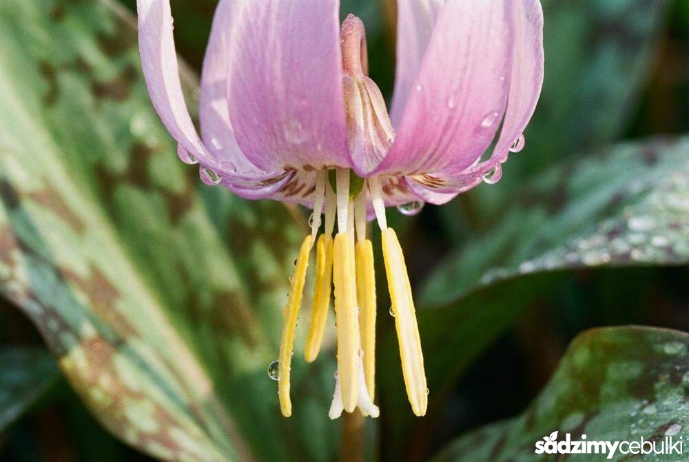 Kwiat psizębu z widocznymi pręcikami i nakrapianymi liśćmi