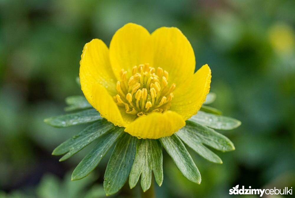 Zbliżenie kwiatu rannika zimowego z zieloną kryzą