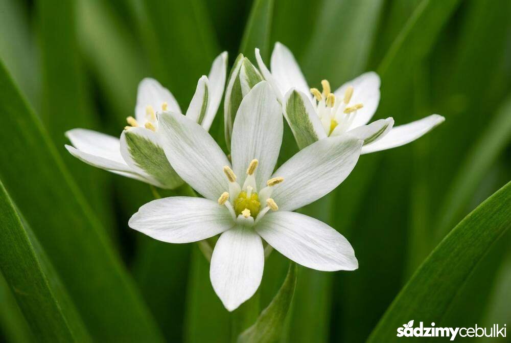 Zbliżenie na kwiat śniedka w kształcie gwiazdy