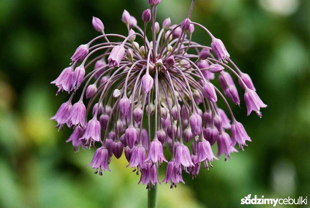 Zbliżenie na kwiatostan czosnku grzebieniastego