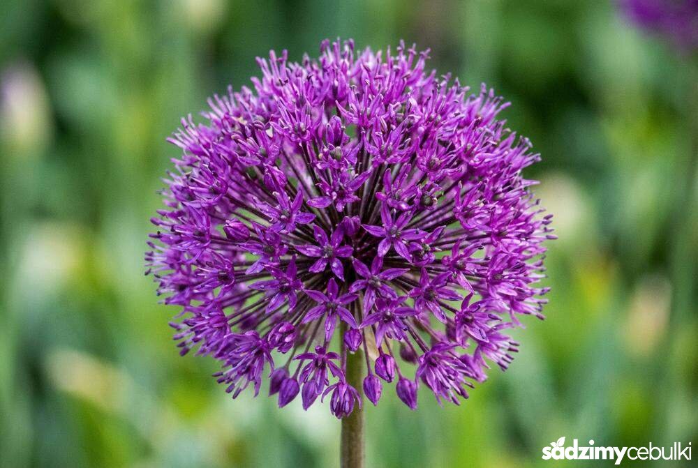 Zbliżenie na strukturę kwiatostanu czosnku ozdobnego