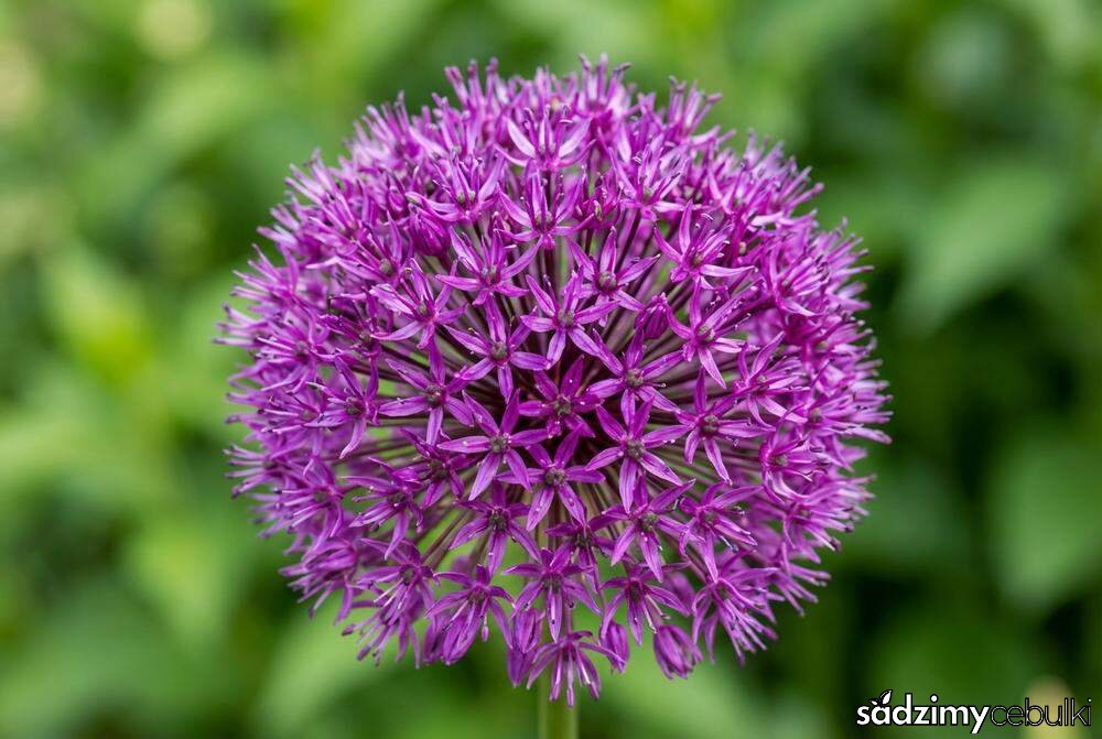 Budowa kwiatostanu czosnku olbrzymiego zbliżenie makro