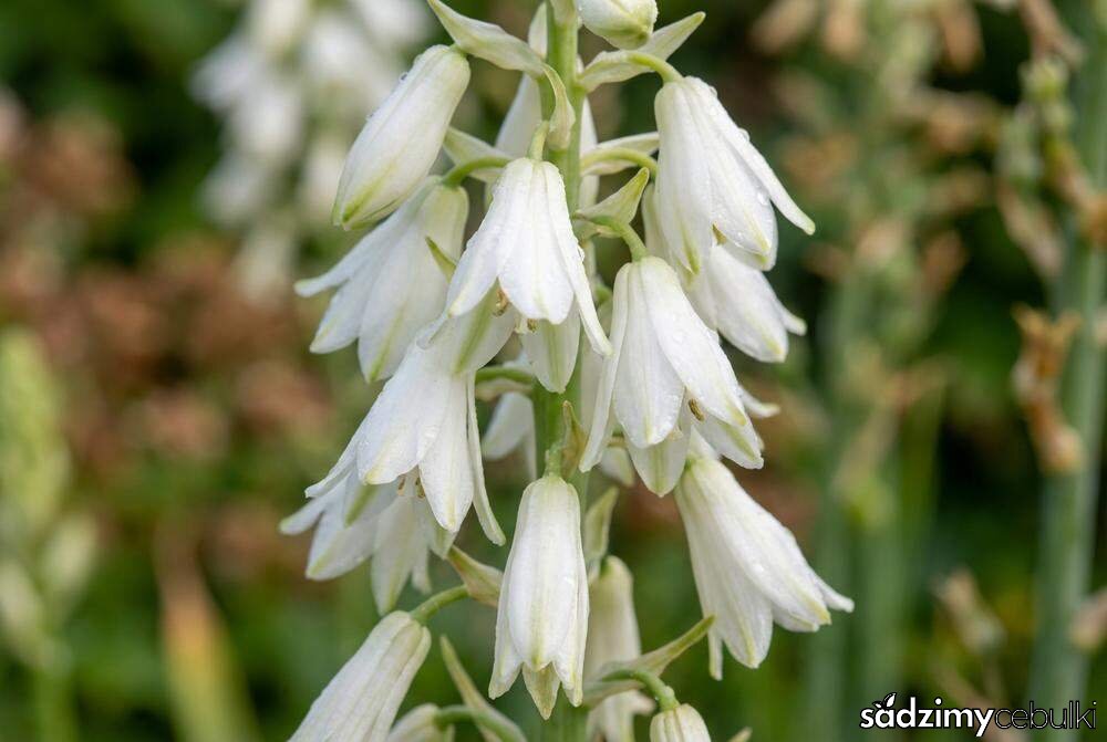 Zbliżenie na kwiaty galtonii dzwonkowate kwiatostany