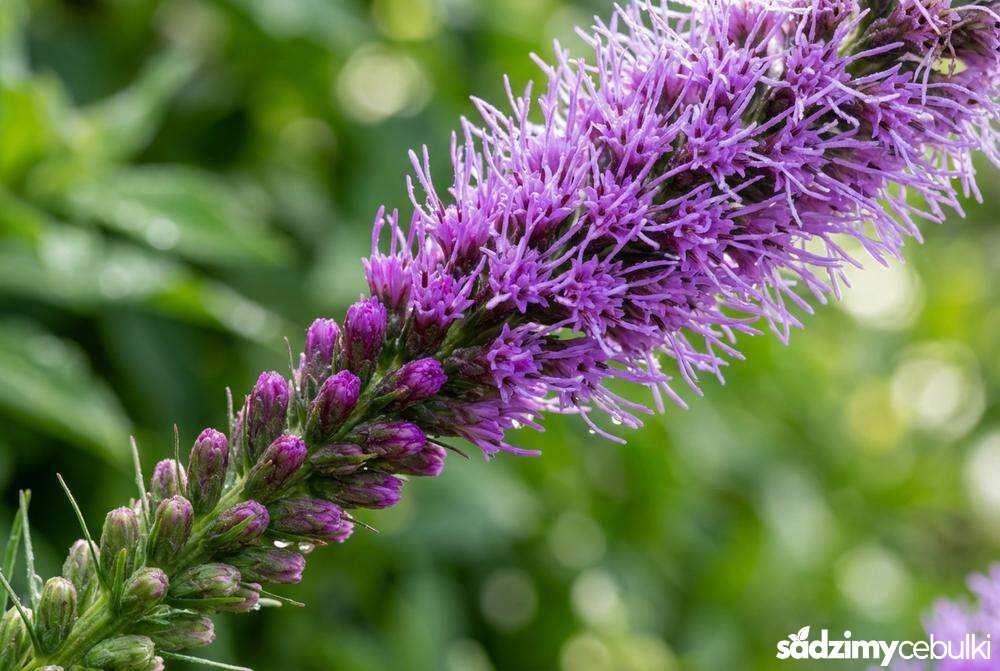 Zbliżenie kwiatostanu liatry kłosowej kwitnącej od góry