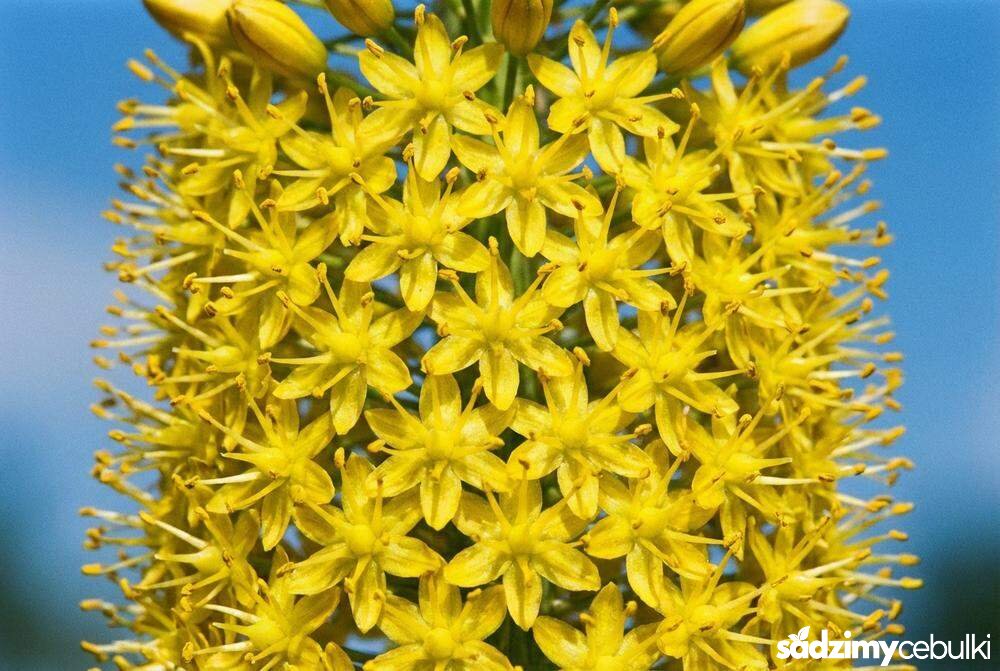 Zbliżenie na żółty kwiatostan pustynnika bungei eremurus