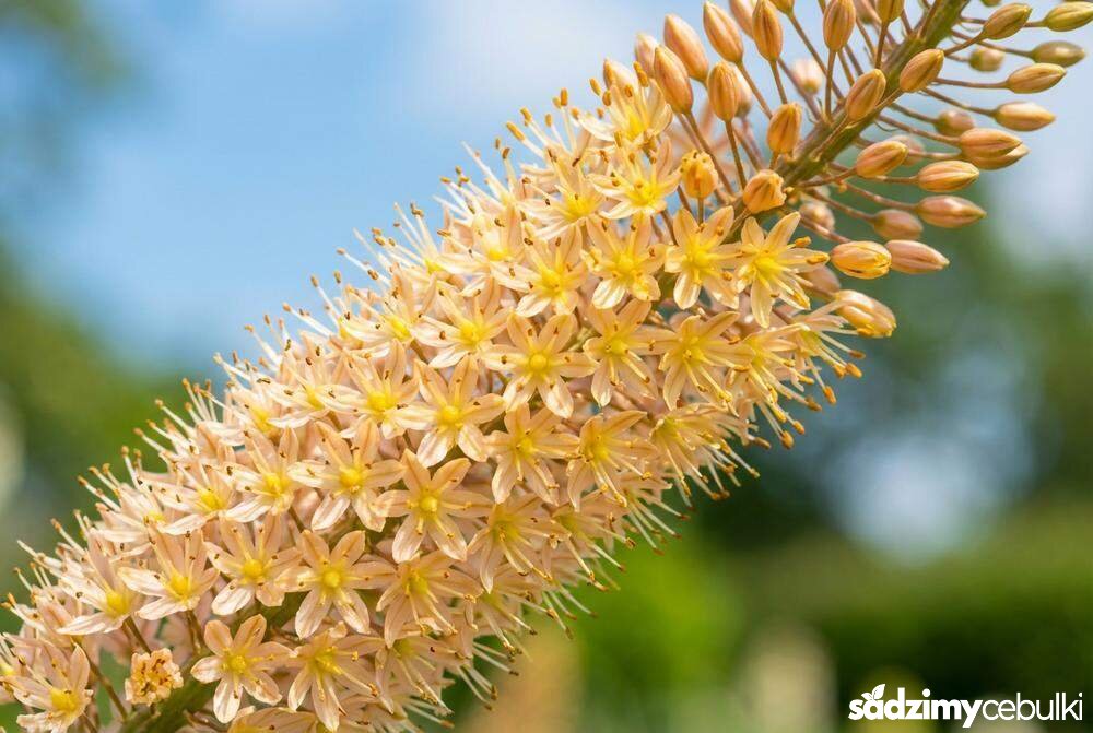 Kwiatostan pustynnika Izabeli zbliżenie na kwiaty
