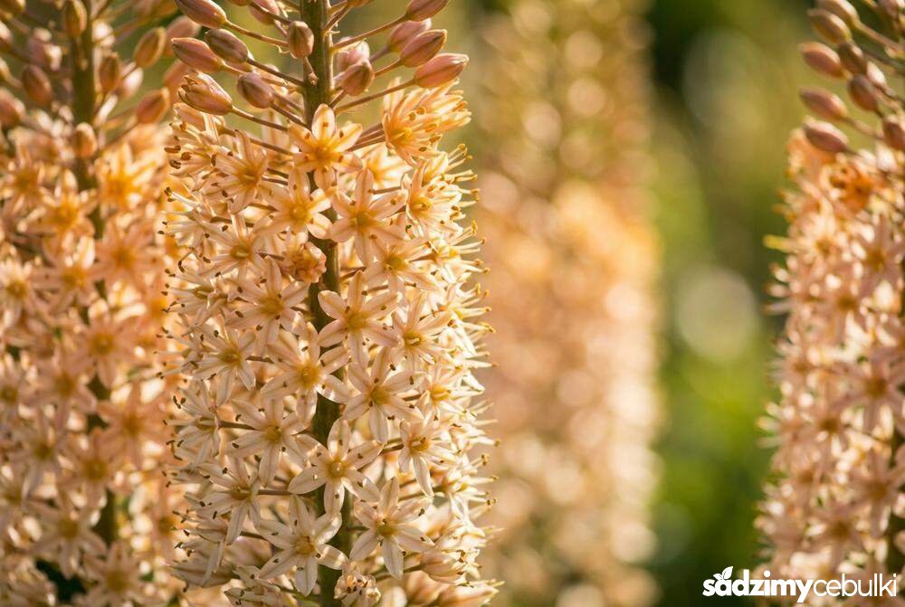 Zbliżenie na kwiatostan pustynnika odmiany Shelford