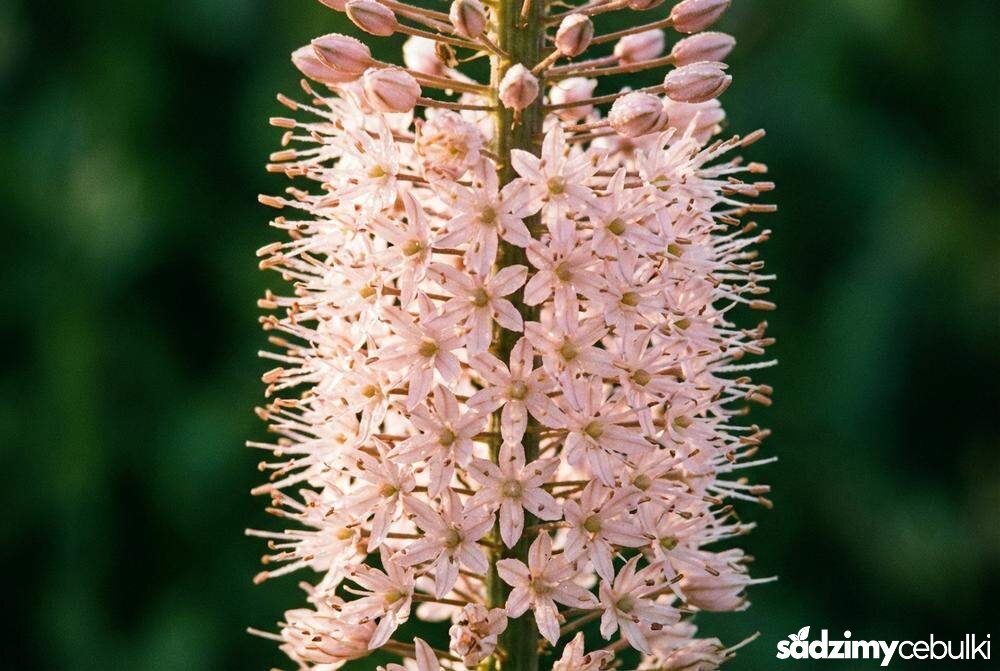 Zbliżenie na kwiaty pustynnika olbrzymiego