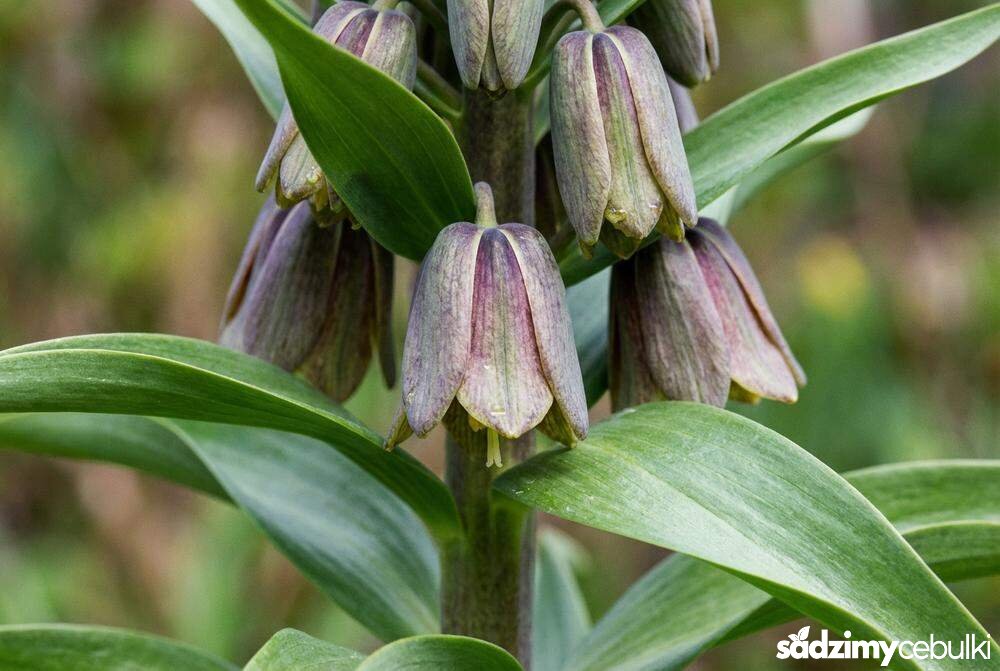 Kwiaty szachownicy sewerzowej zbliżenie dzwonków