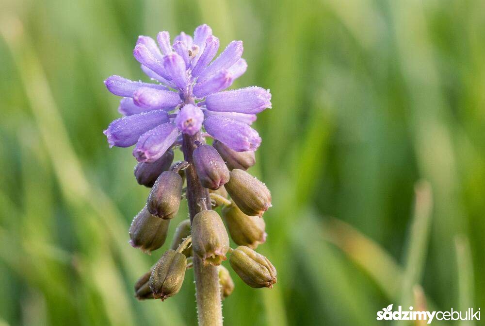 Kwiatostan szafirka miękkolistnego z bliska detale