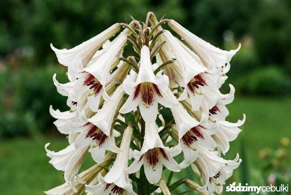 kwiaty lilii himalajskiej odmiana yunnanense