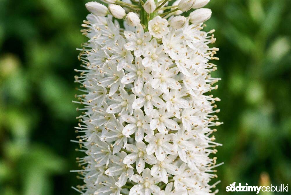 Kwiatostan pustynnika himalajskiego z bliska białe kwiaty