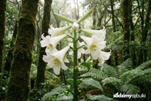 kwitnąca lilia himalajska w ogrodzie leśnym
