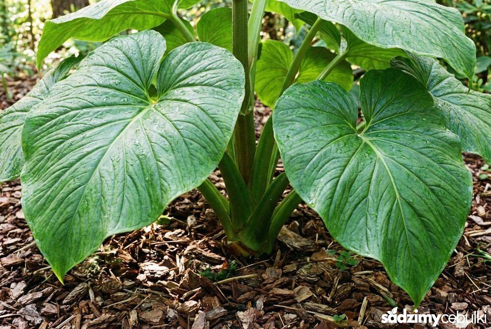 sercowate liście lilii himalajskiej zbliżenie