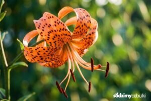 Kwiat lilii tygrysiej Lilium lancifolium z czarnymi kropkami