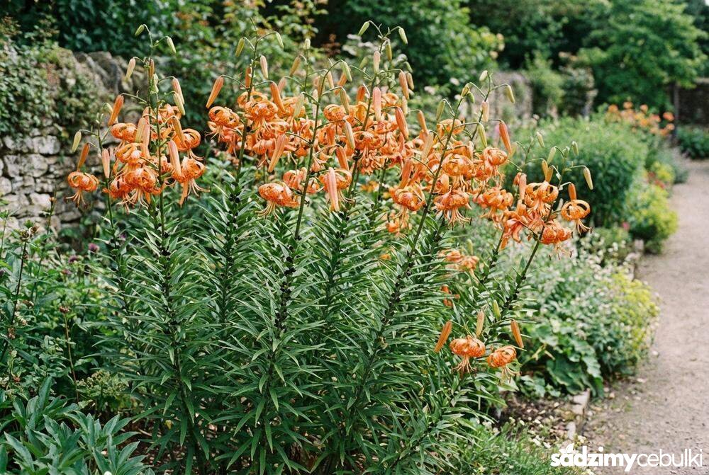 Lilia tygrysia pokrój rośliny w ogrodzie z cebulkami powietrznymi