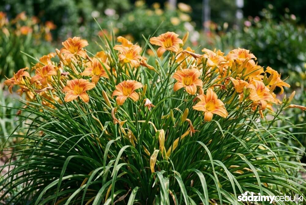 Kwitnące liliowce o gęstych liściach zasłaniające usychające liście tulipanów na rabacie.