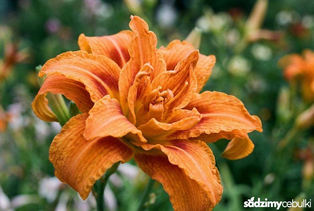 Pełny kwiat liliowca rdzawego odmiana Kwanso