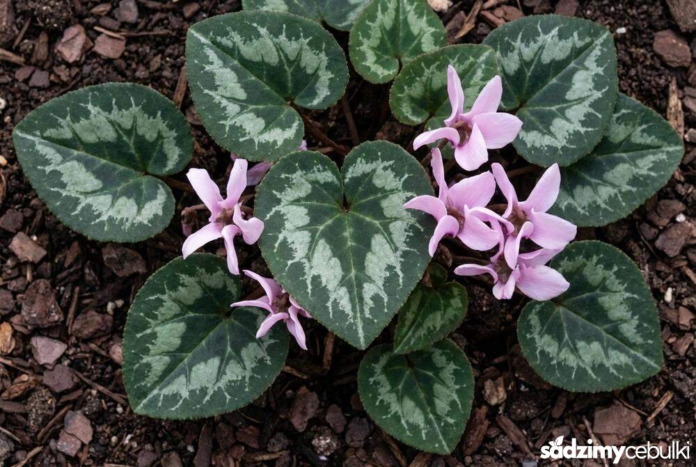 Liście cyklamenu bluszczolistnego ze srebrnym wzorem i różowe kwiaty