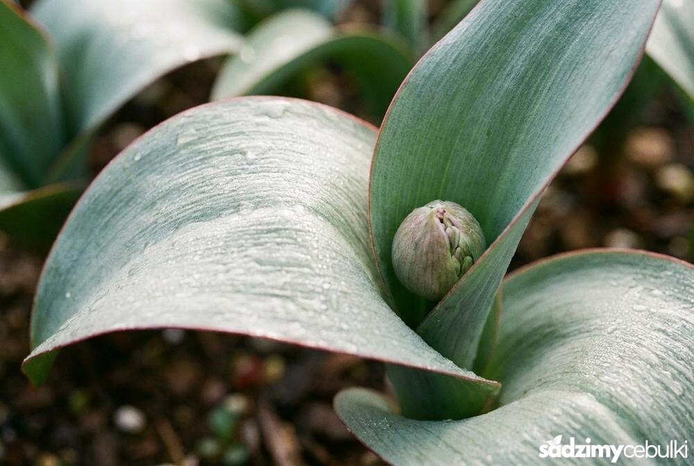 Szerokie liście czosnku karatawskiego z metalicznym połyskiem