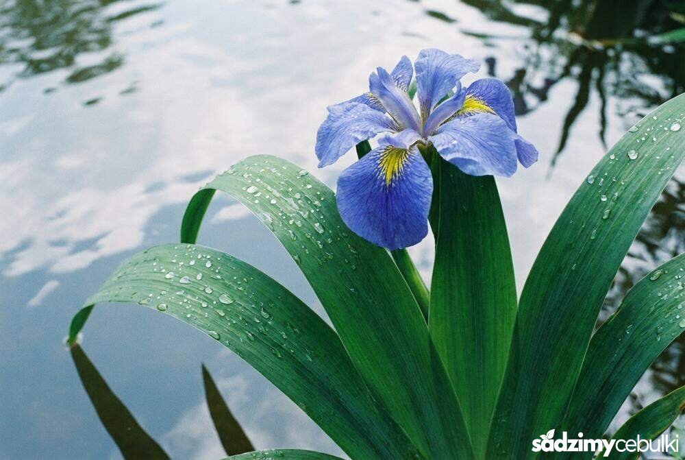 Liście i kwiat irysa gładkiego bez nerwu głównego