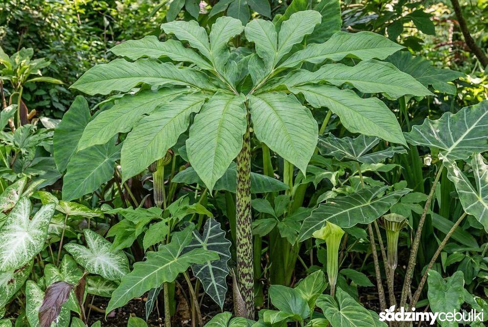 Ozdobne liście i cętkowana łodyga pałczychy w ogrodzie