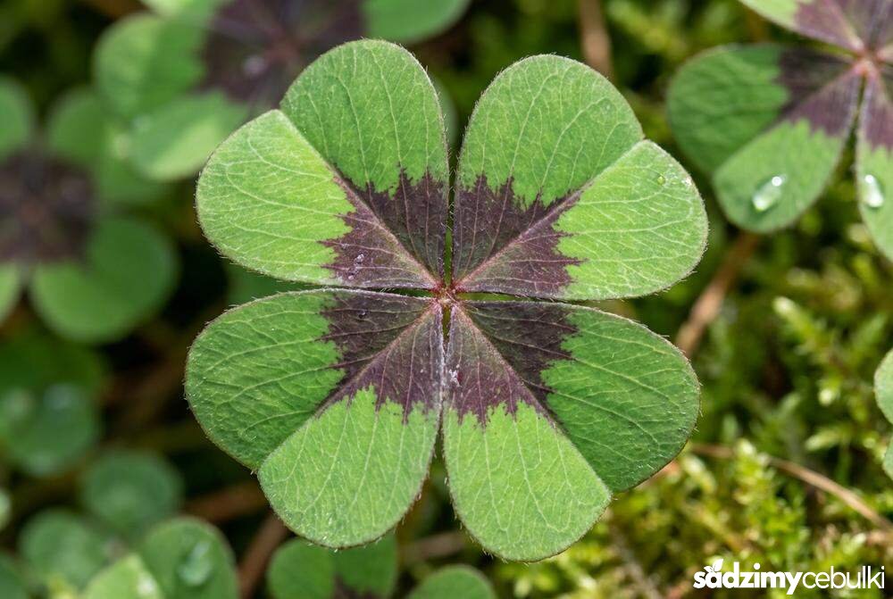 Liście szczawika czterolistnego z ciemnym środkiem zbliżenie