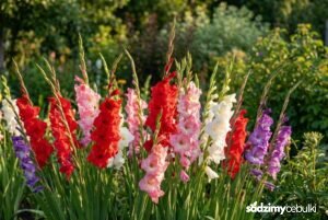 Kwitnące kolorowe mieczyki w ogrodzie latem