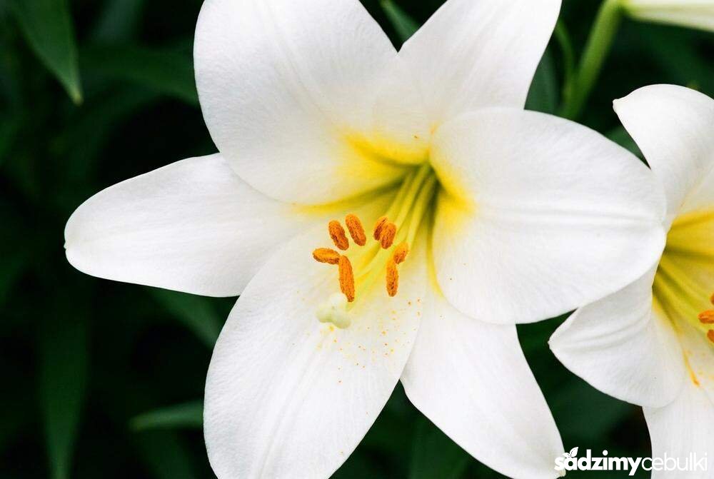Białe kwiaty lilii królewskiej odmiana Album