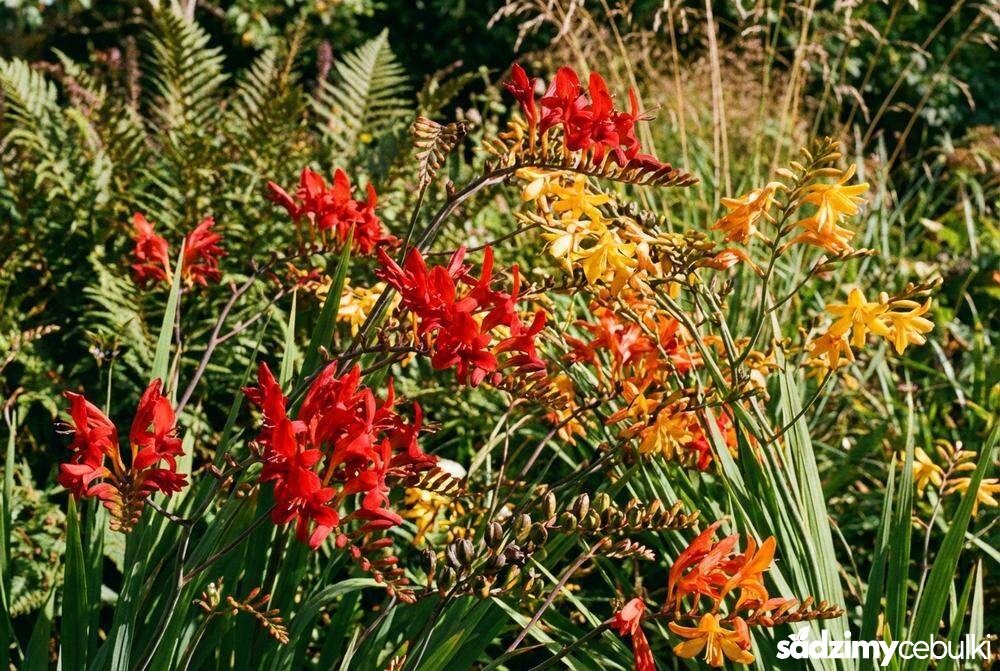Różne odmiany cynobrówki o kwiatach czerwonych pomarańczowych i żółtych