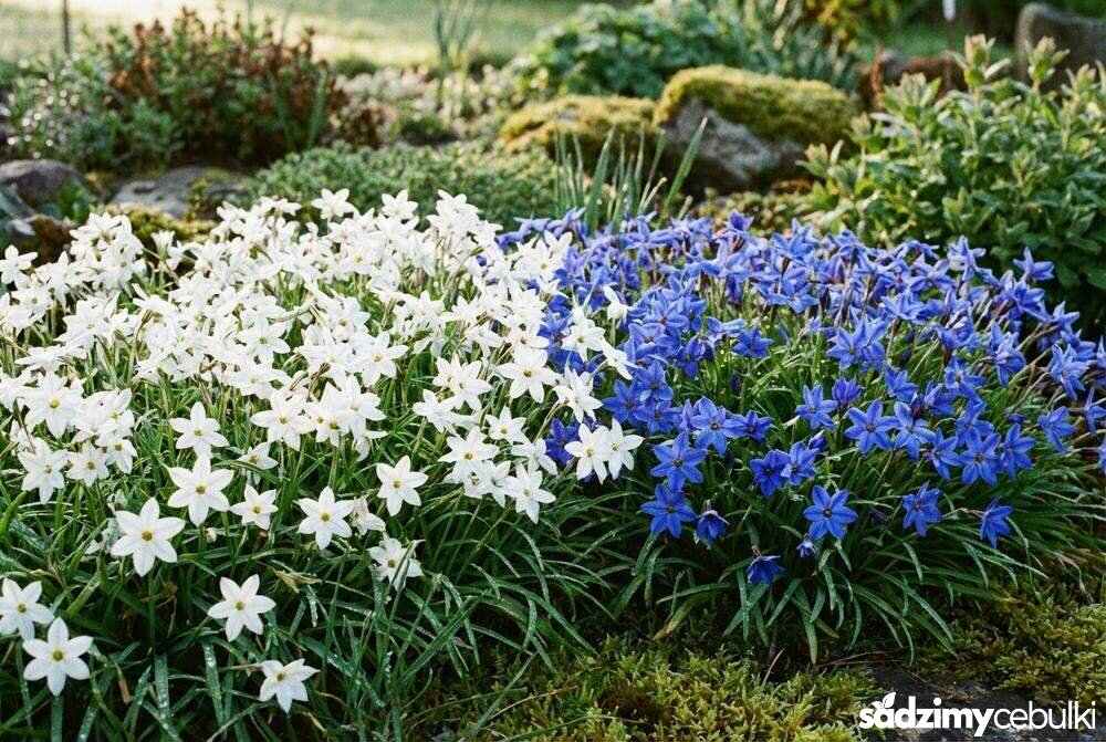 Odmiany ifejona białego i niebieskiego na rabacie