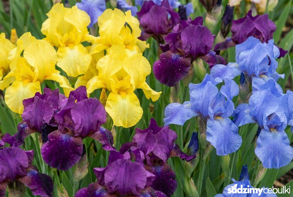 Kolorowe odmiany irysa niskiego na rabacie