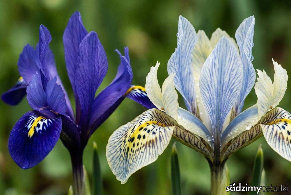 Odmiany kosaćca żyłkowanego Harmony i Katharine Hodgkin
