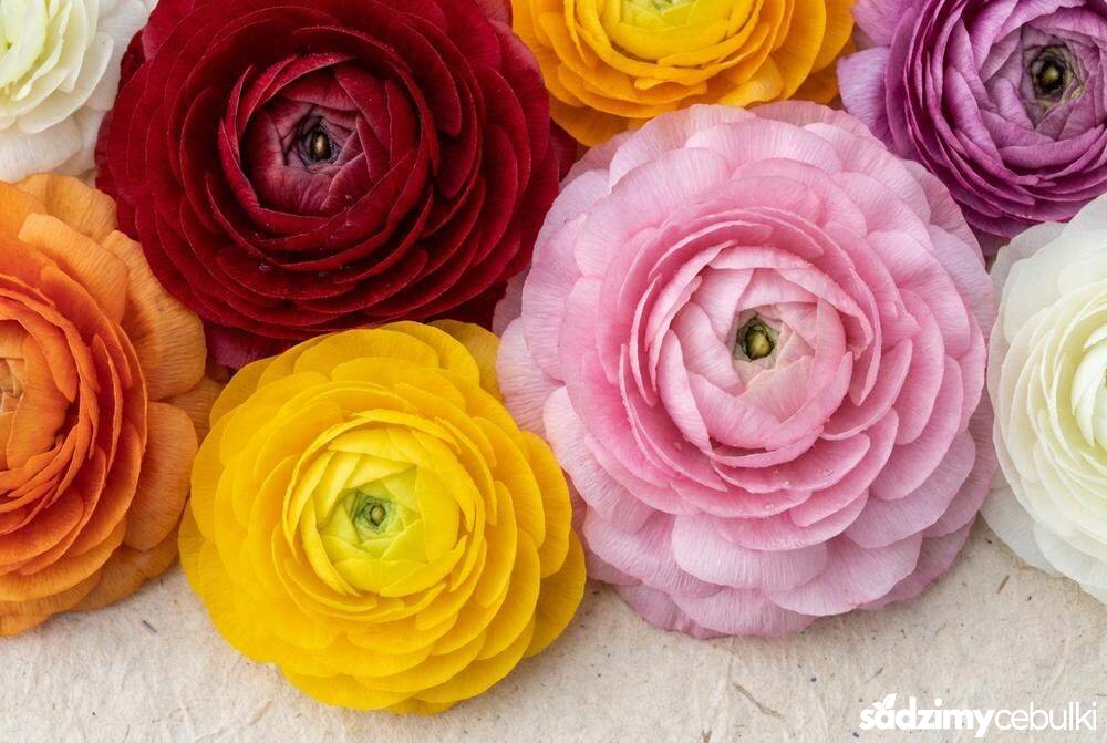 różne odmiany i kolory jaskrów azjatyckich