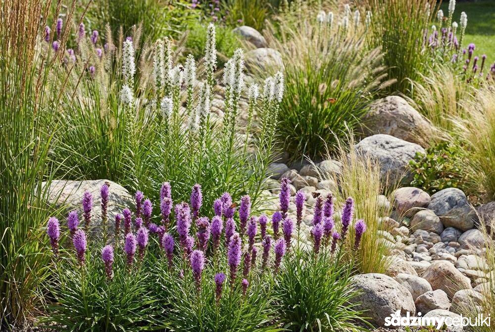 Odmiany liatry kłosowej fioletowa Kobold i biała Alba