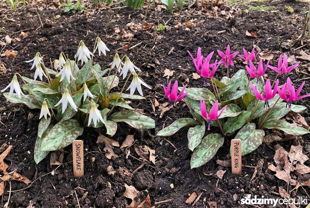 Odmiany psizębu liliowego białe i różowe kwiaty