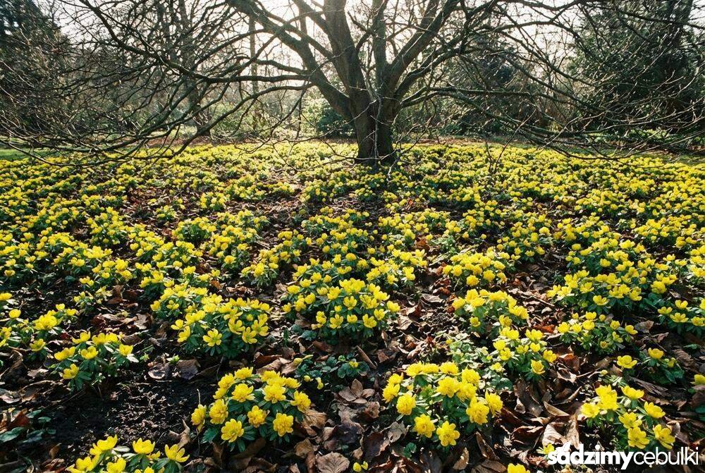 Łan kwitnących ranników zimowych pod drzewem odmiany