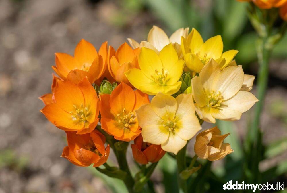 Odmiany kolorystyczne śniedka pomarańczowa i żółta