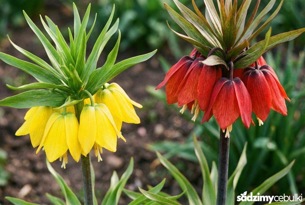 Odmiany szachownicy cesarskiej żółta i czerwona