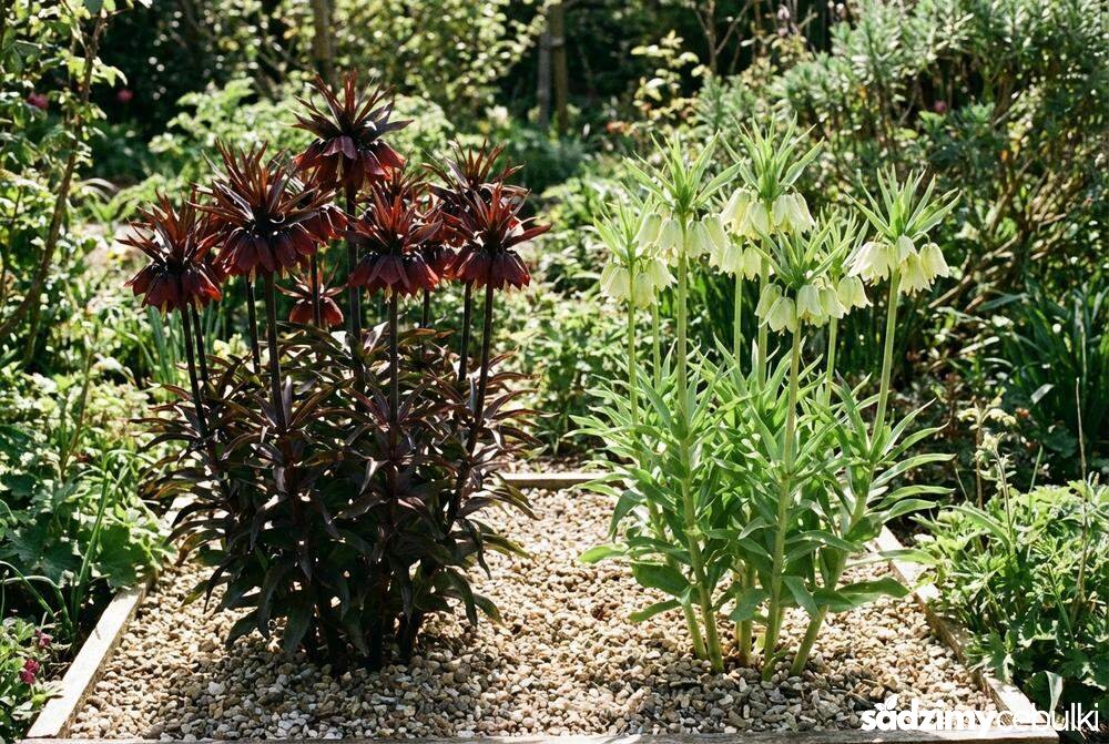 Odmiana Ivory Bells szachownicy perskiej obok ciemnej formy