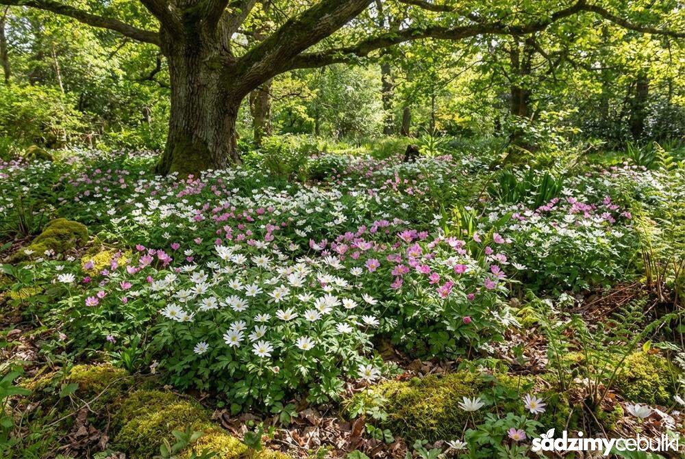 Różne odmiany kolorystyczne zawilca greckiego na rabacie