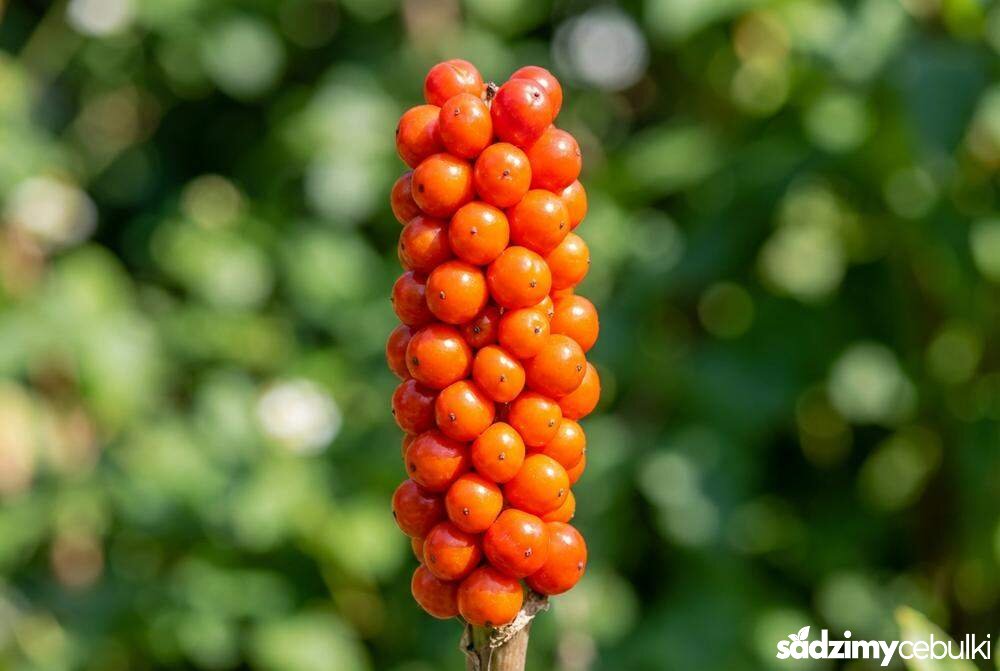 Czerwone trujące jagody obrazka włoskiego na łodydze
