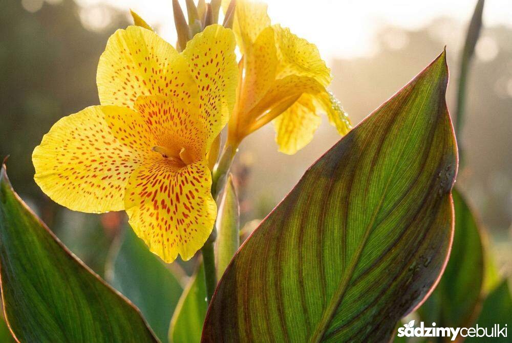 Zbliżenie na kwiat i liście paciorecznika Canna
