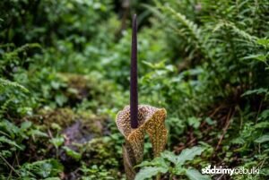 Kwitnąca pałczycha Sauromatum guttatum z cętkowanym kwiatostanem