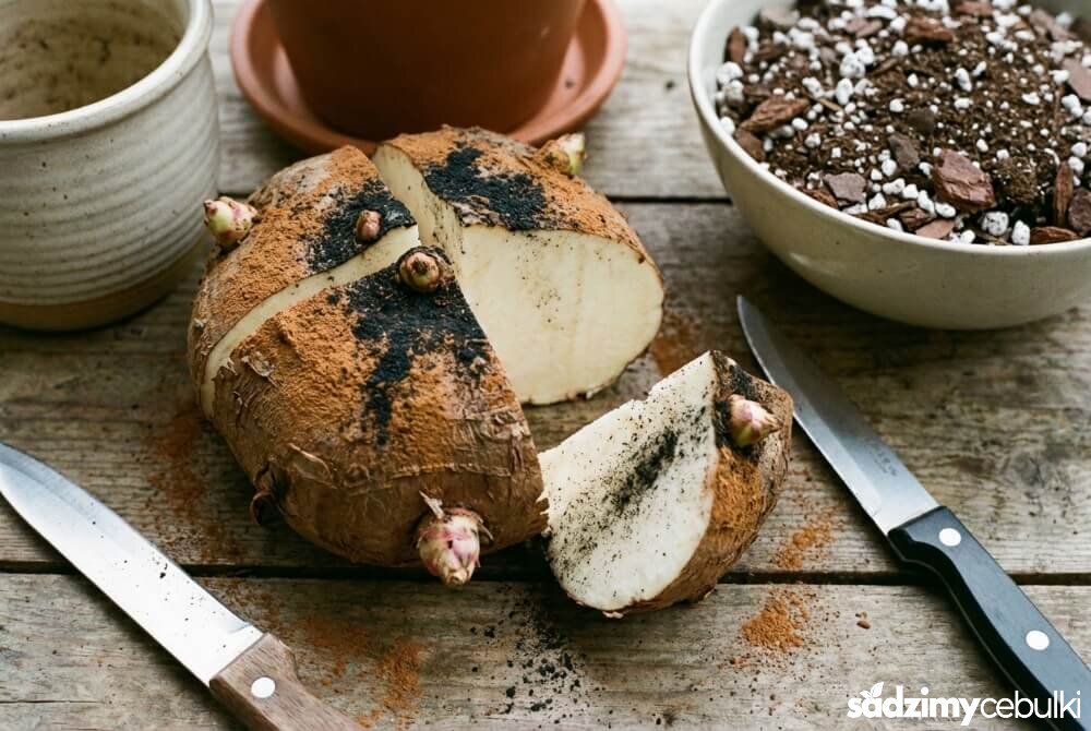 Przecięta bulwa begonii bulwiastej z widocznymi oczkami, miejsca cięcia posypane cynamonem lub węglem przed posadzeniem.